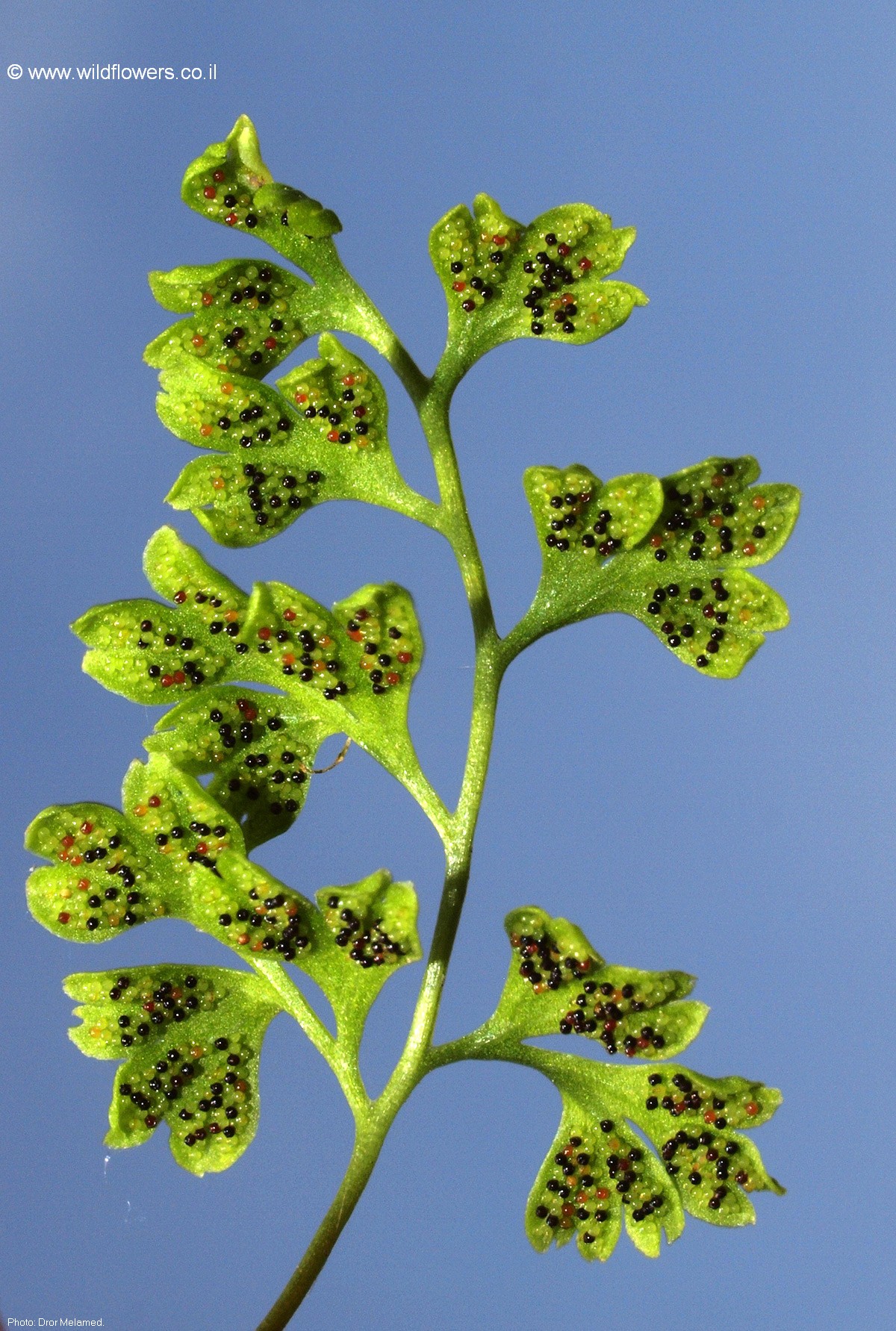 Anogramma leptophylla